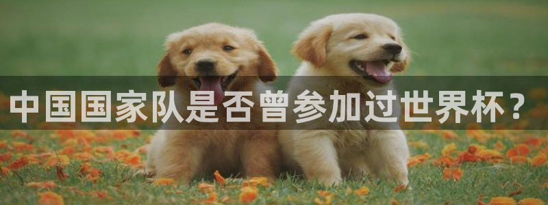2026世界杯賽程：中國國家隊是否曾參加過世界杯？