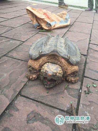 X光機安檢掃描發現大鱷龜 事發昆明機場(圖)